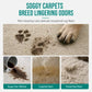 🛋️ 50% Off Now ✨ No-Wash Carpet & Sofa Cleaner with Brush